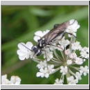 Pachyprotasis cf rapae - Blattwespe 01.jpg